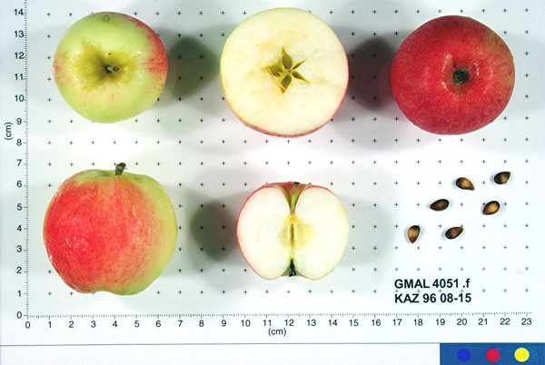 FRUIT