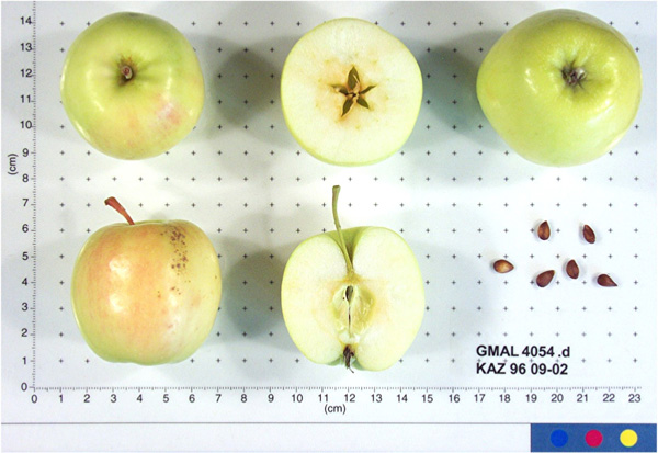 Click for 1 image(s) for this accession. FRUIT