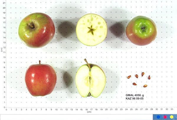 FRUIT