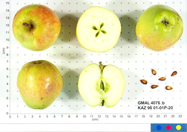 Click for 1 image(s) for this accession. FRUIT