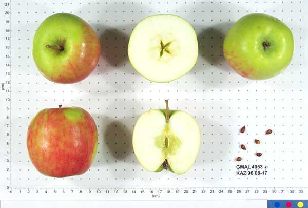 Click for 1 image(s) for this accession. FRUIT