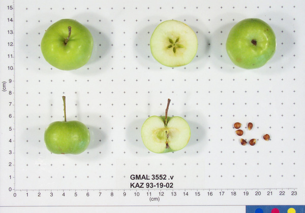 Click for 1 image(s) for this accession. FRUIT