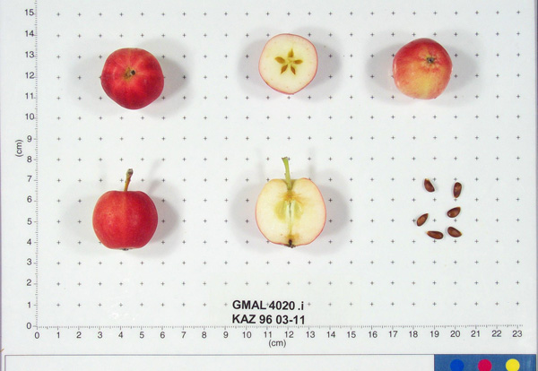 Click for 1 image(s) for this accession. FRUIT