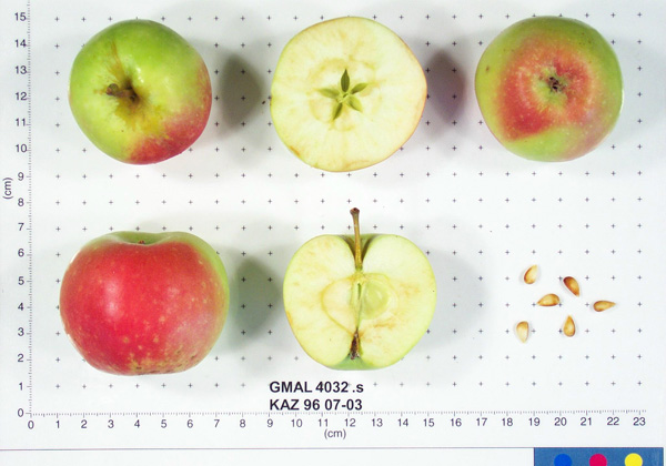 FRUIT