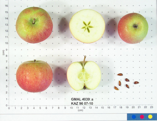 FRUIT