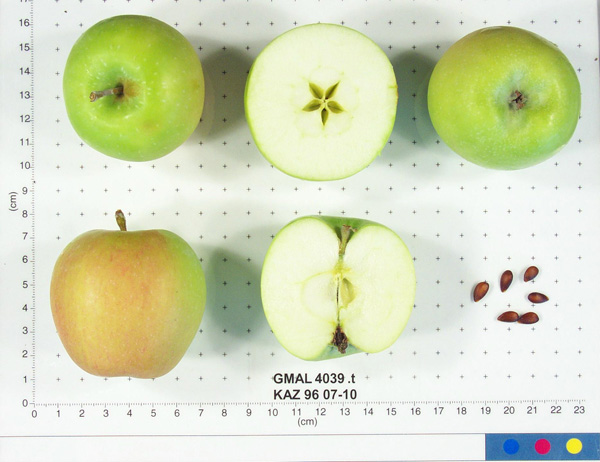 FRUIT