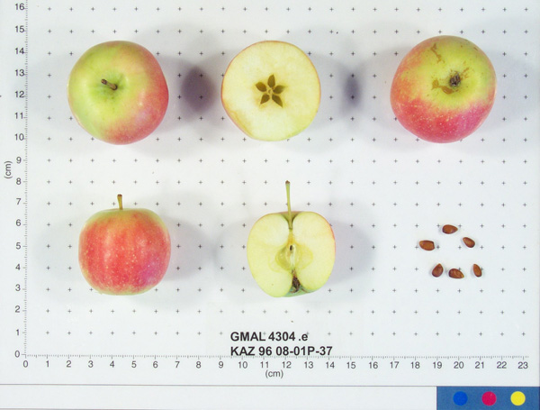 Click for 1 image(s) for this accession. FRUIT