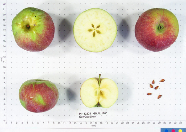 Click for 1 image(s) for this accession. FRUIT