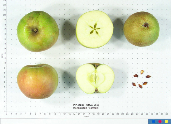 Click for 1 image(s) for this accession. FRUIT