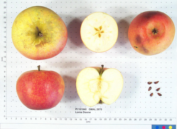 FRUIT