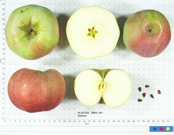 Click for 1 image(s) for this accession. FRUIT