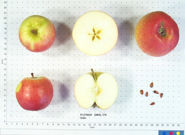 Click for 1 image(s) for this accession. FRUIT