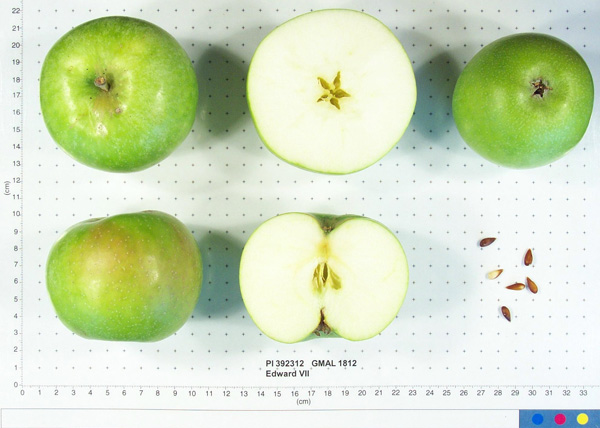 Click for 1 image(s) for this accession. FRUIT