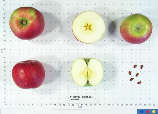 FRUIT