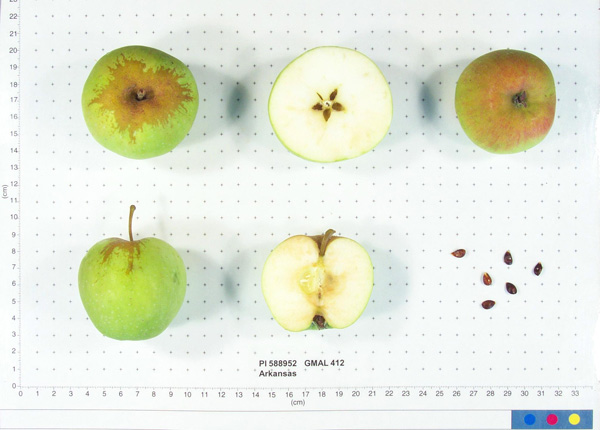 Click for 1 image(s) for this accession. FRUIT
