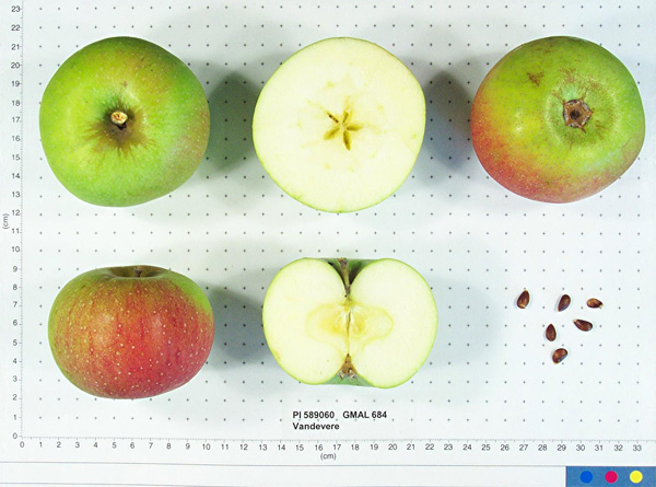 Click for 1 image(s) for this accession. FRUIT