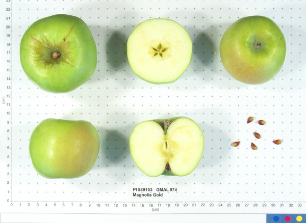 Click for 1 image(s) for this accession. FRUIT