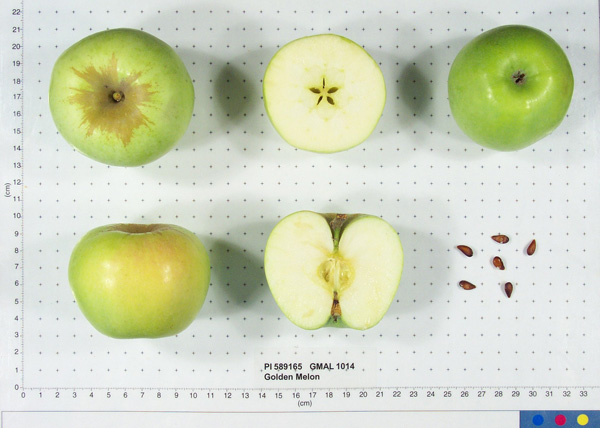 Click for 1 image(s) for this accession. FRUIT