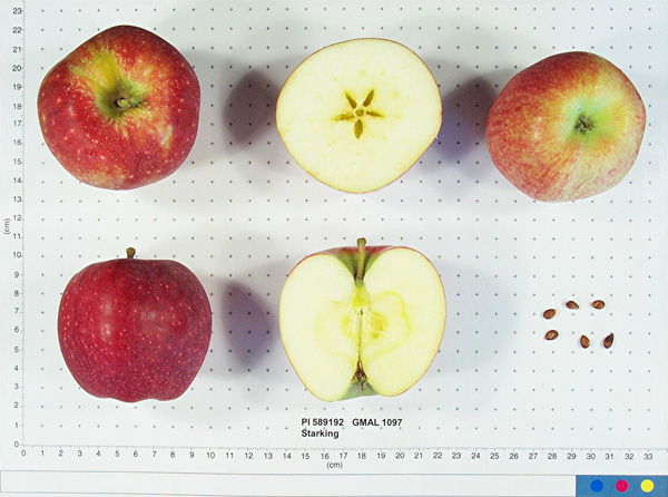 Click for 1 image(s) for this accession. FRUIT