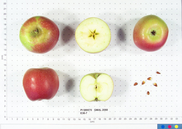 Click for 1 image(s) for this accession. FRUIT