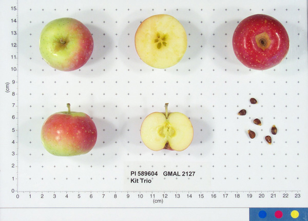 Click for 1 image(s) for this accession. FRUIT