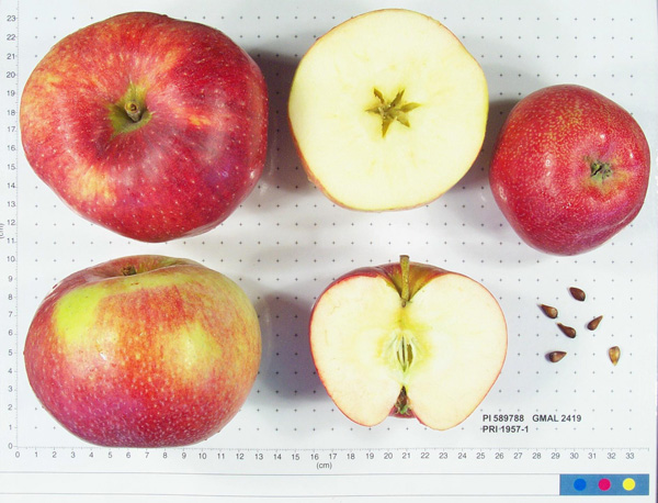 Click for 1 image(s) for this accession. FRUIT