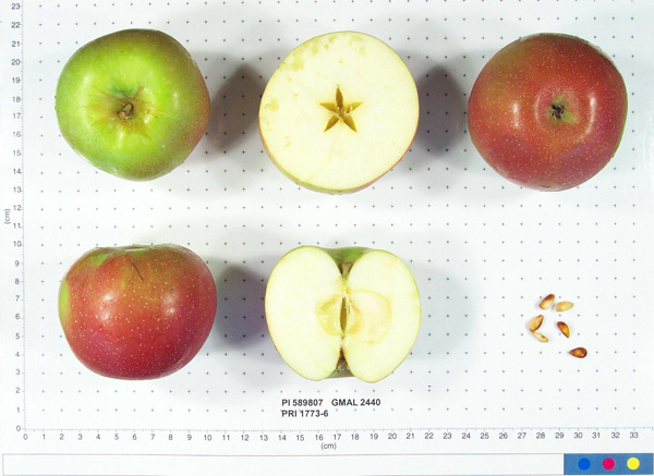 FRUIT