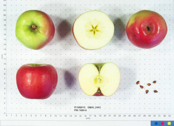 Click for 1 image(s) for this accession. FRUIT