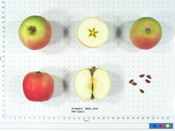 Click for 1 image(s) for this accession. FRUIT
