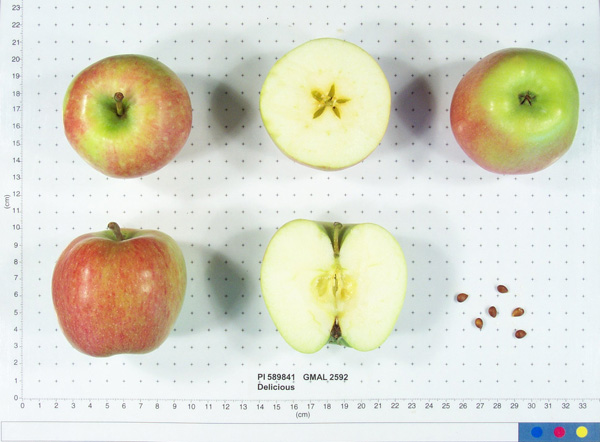 Click for 1 image(s) for this accession. FRUIT