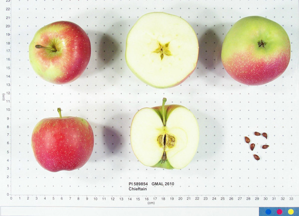 Click for 1 image(s) for this accession. FRUIT