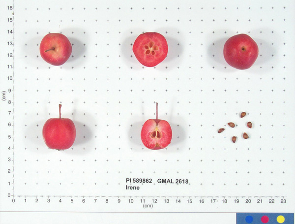Click for 2 image(s) for this accession. FRUIT
