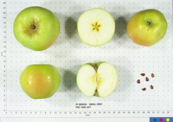 Click for 1 image(s) for this accession. FRUIT