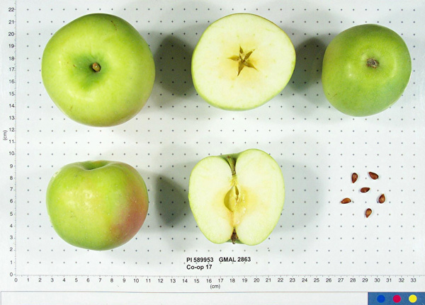 Click for 1 image(s) for this accession. FRUIT