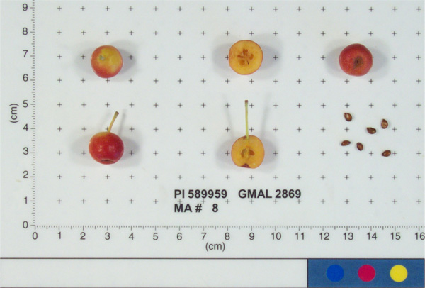 Click for 2 image(s) for this accession. FRUIT