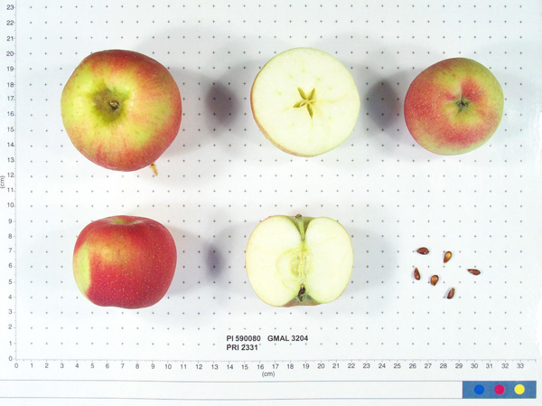 FRUIT