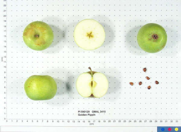 Click for 1 image(s) for this accession. FRUIT