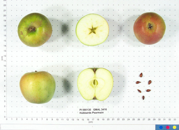 Click for 1 image(s) for this accession. FRUIT