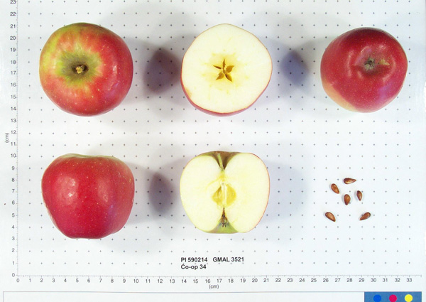 Click for 1 image(s) for this accession. FRUIT