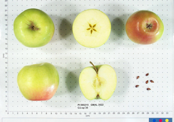 Click for 1 image(s) for this accession. FRUIT