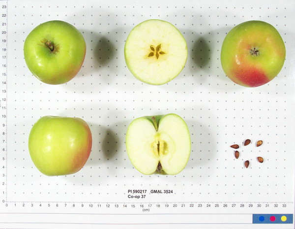 Click for 1 image(s) for this accession. FRUIT
