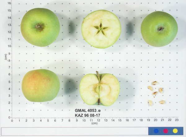 Click for 1 image(s) for this accession. FRUIT
