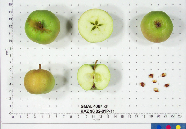 Click for 3 image(s) for this accession. FRUIT