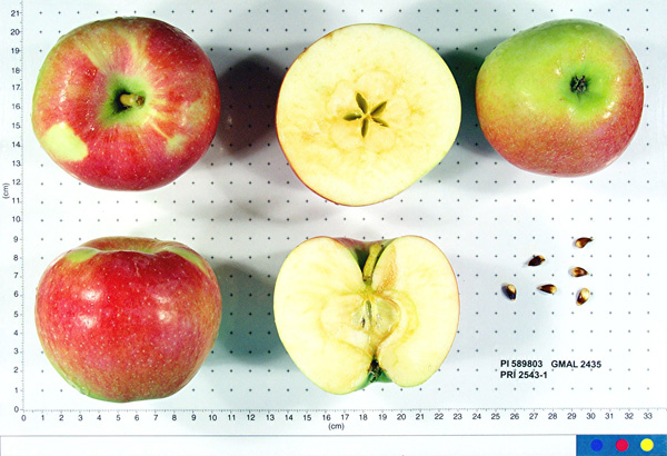 Click for 1 image(s) for this accession. FRUIT