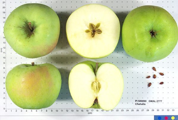 FRUIT
