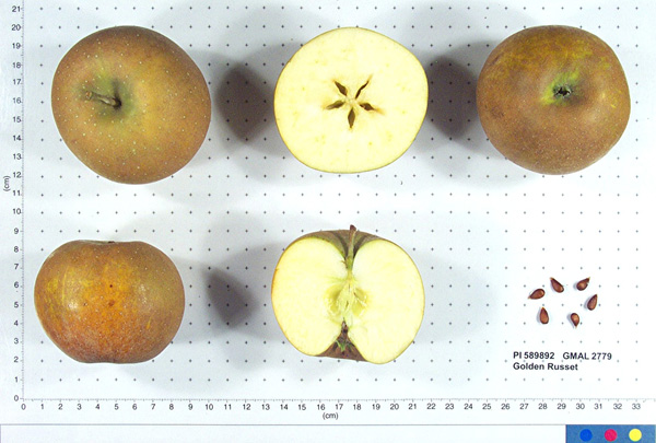FRUIT