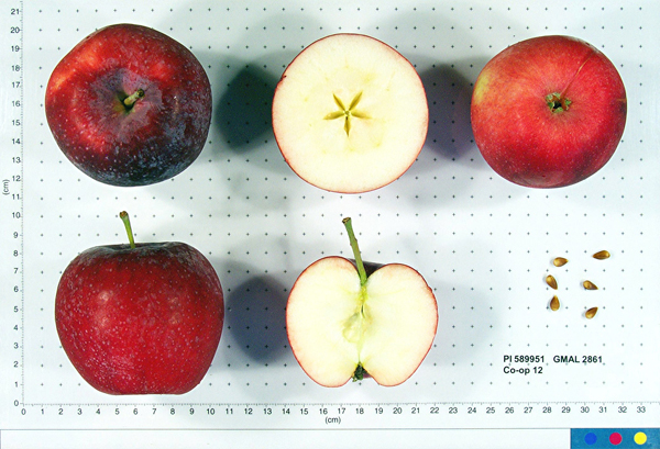 Click for 1 image(s) for this accession. FRUIT