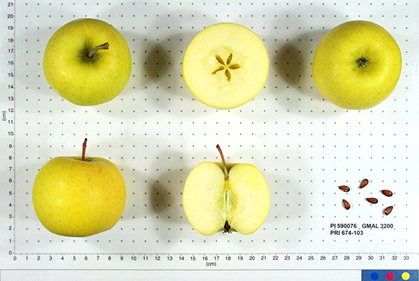 Click for 2 image(s) for this accession. FRUIT