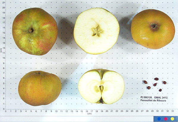 FRUIT