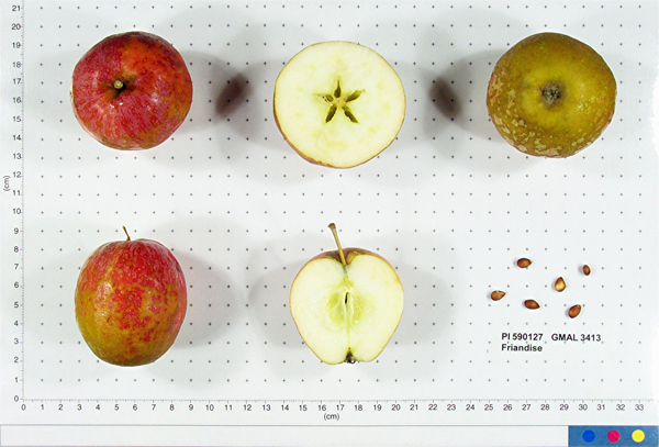 Click for 1 image(s) for this accession. FRUIT
